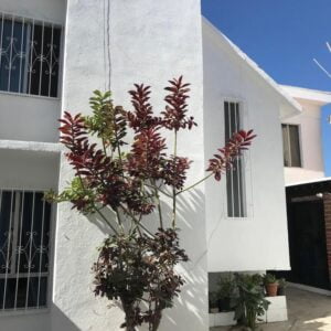 Sec. Jardines del Sol Playas de Tijuana Calle Meceta